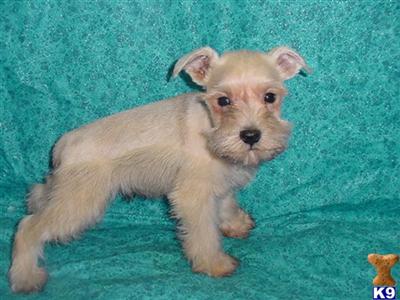 Miniature Schnauzer Puppies for Sale