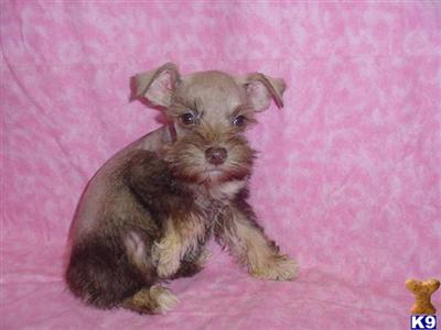 Miniature Schnauzer Puppies for Sale