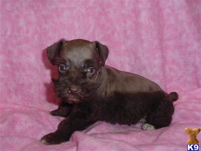 Miniature Schnauzer Puppies for Sale