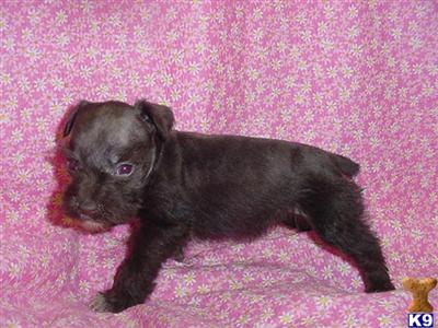 Miniature Schnauzer Puppies for Sale