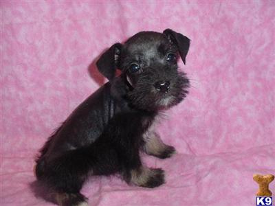 Miniature Schnauzer Puppies for Sale