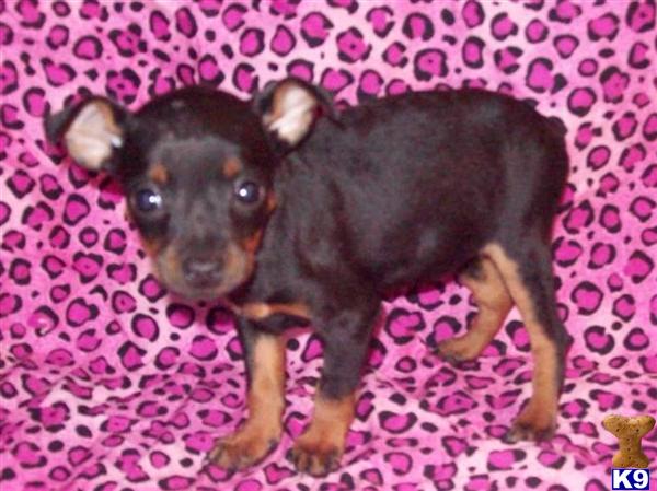 Miniature Pinscher Puppies