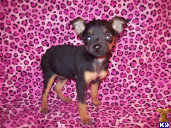 Miniature Pinscher Puppies