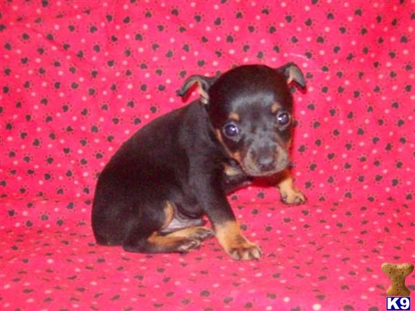 Miniature Pinscher Puppies