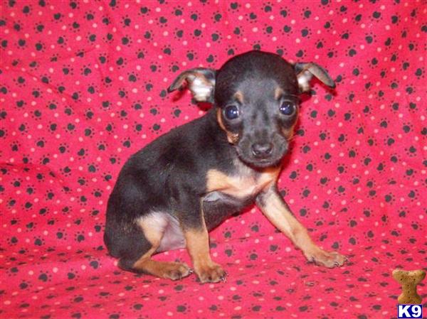 Miniature Pinscher Puppies