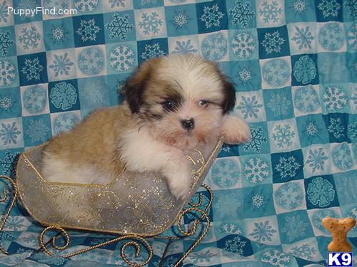 Toy+shih+tzu+puppies+for+sale+in+louisiana