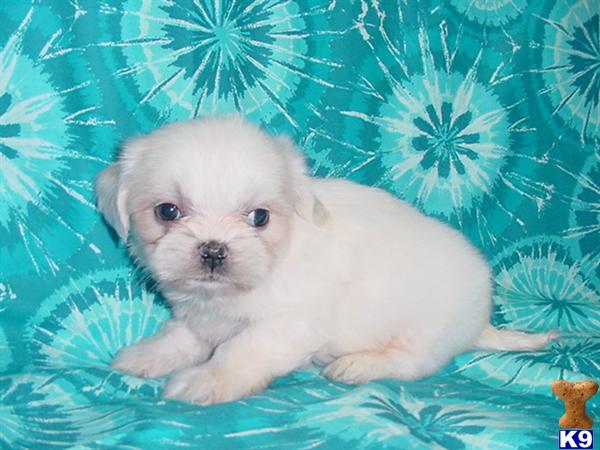 Shih+tzu+puppies+for+sale+in+texas