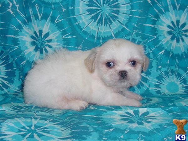 Teacup+shih+tzu+puppies+for+sale+in+texas