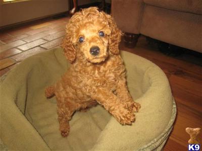 Puppies for Sale
