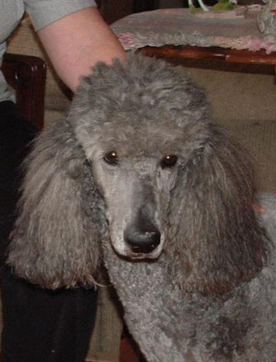 Goldendoodles Puppies for Sale