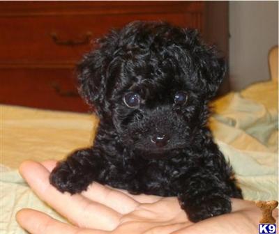 Puppies in VA