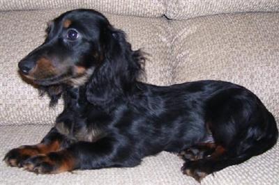 Dachshund Puppies in TX