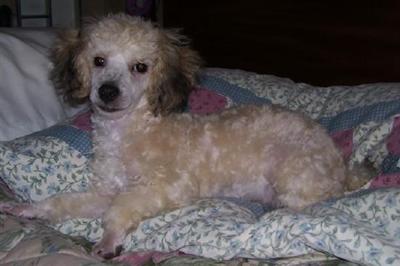 Poodle Puppies in TX