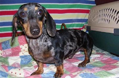 Dogs - Dachshund