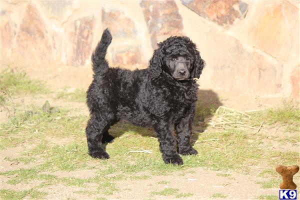 Puppies in Temecula