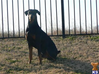 Stud Dog