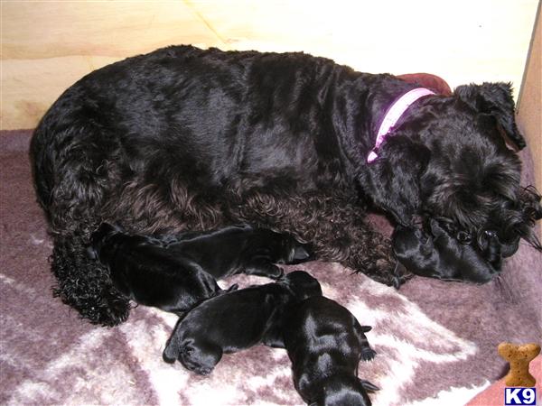 miniature schnauzer puppies for sale in va document moved miniature schnauzer puppies for sale in va document moved