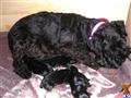Miniature Schnauzer