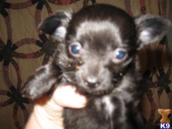 Puppies in Tallahassee
