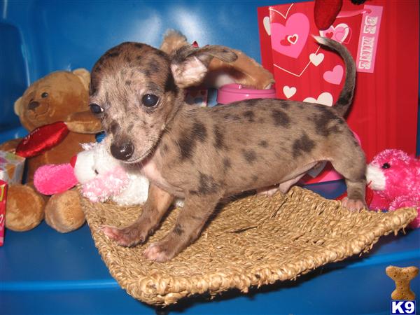 Puppies in Tallahassee
