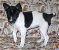 Rat Terrier