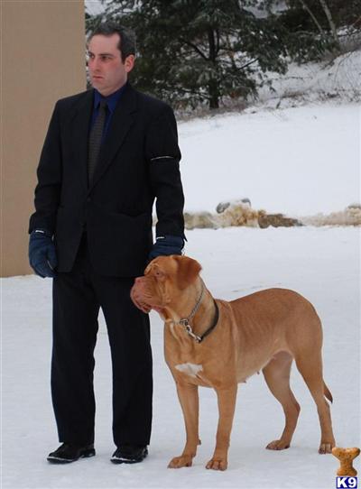 Dogue+de+bordeaux+breeders+new+york