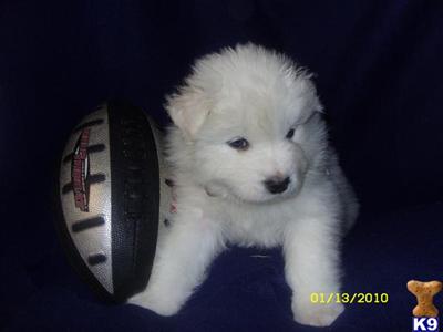 Puppies in Akron