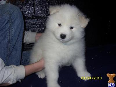Puppies in Akron