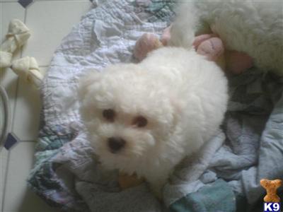 Bichon Frise Puppies for Sale