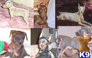 Miniature Pinscher Puppies for Sale