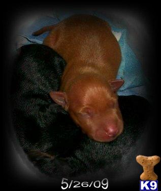 Miniature Pinscher Puppies for Sale