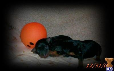 Puppies in TN