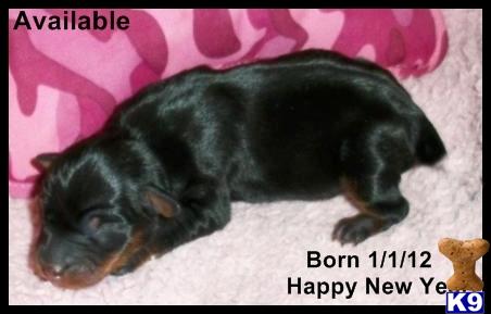 Miniature Pinscher Puppies