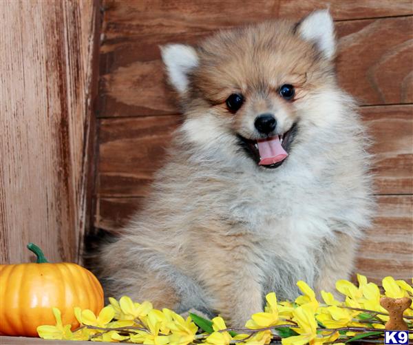 pomeranian puppies spokane document moved pomeranian puppies spokane document moved