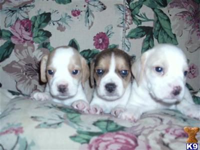 Puppies in WA