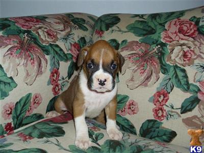 Puppies in WA