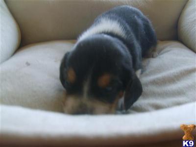 Beagle Puppies for Sale