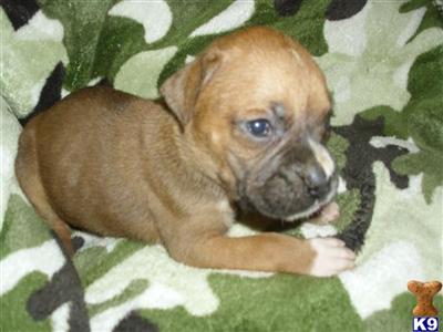 Puppies in WA