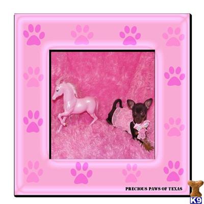 Chihuahua Puppies in TX