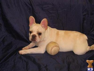 French Bulldog Puppies for Sale