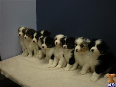 Puppies in UT