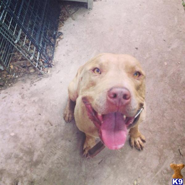 pitbull puppies for adoption in nj document moved pitbull puppies for adoption in nj document moved