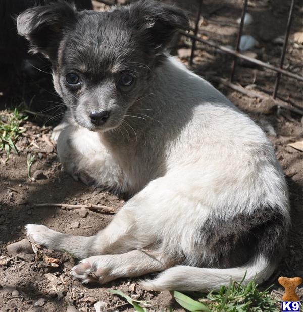 Puppies in NJ