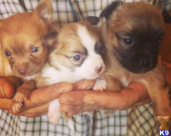 Puppies in NJ
