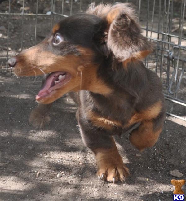 Puppies in NJ