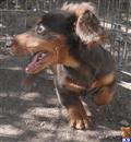 Dachshund
