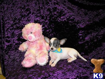 Chihuahua Puppies for Sale