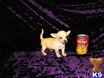 Chihuahua Puppies for Sale