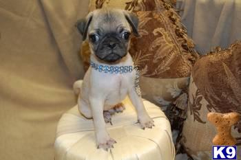 Pug Puppies in FL
