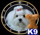 Dogs for Sale in FL